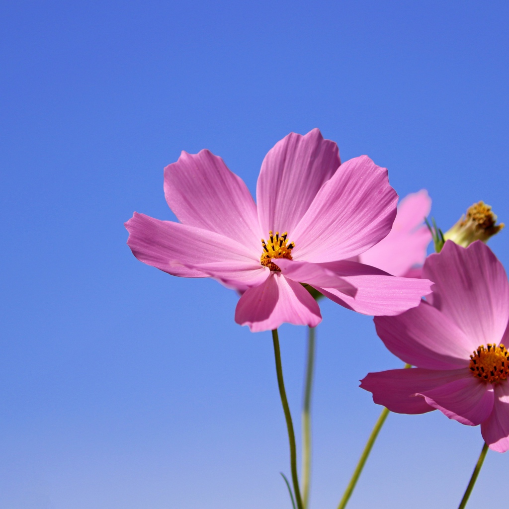 Два розовых цветка космеи на фоне неба