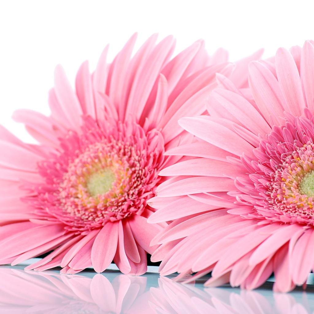 Два розовых цветка герберы на белом фоне