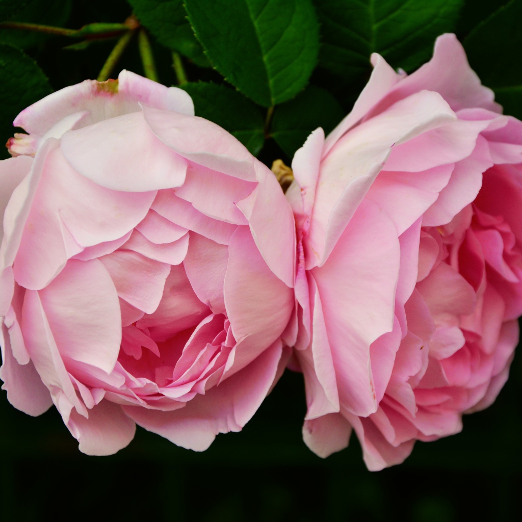 Два цветка розовой розы крупным планом