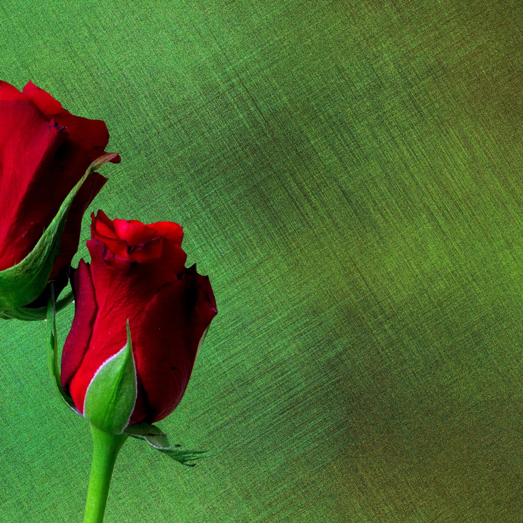 Две красные английские розы на зеленом фоне