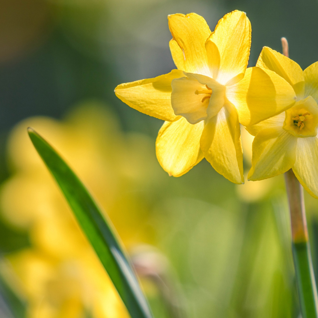 Two tender spring daffodils in a flower bed