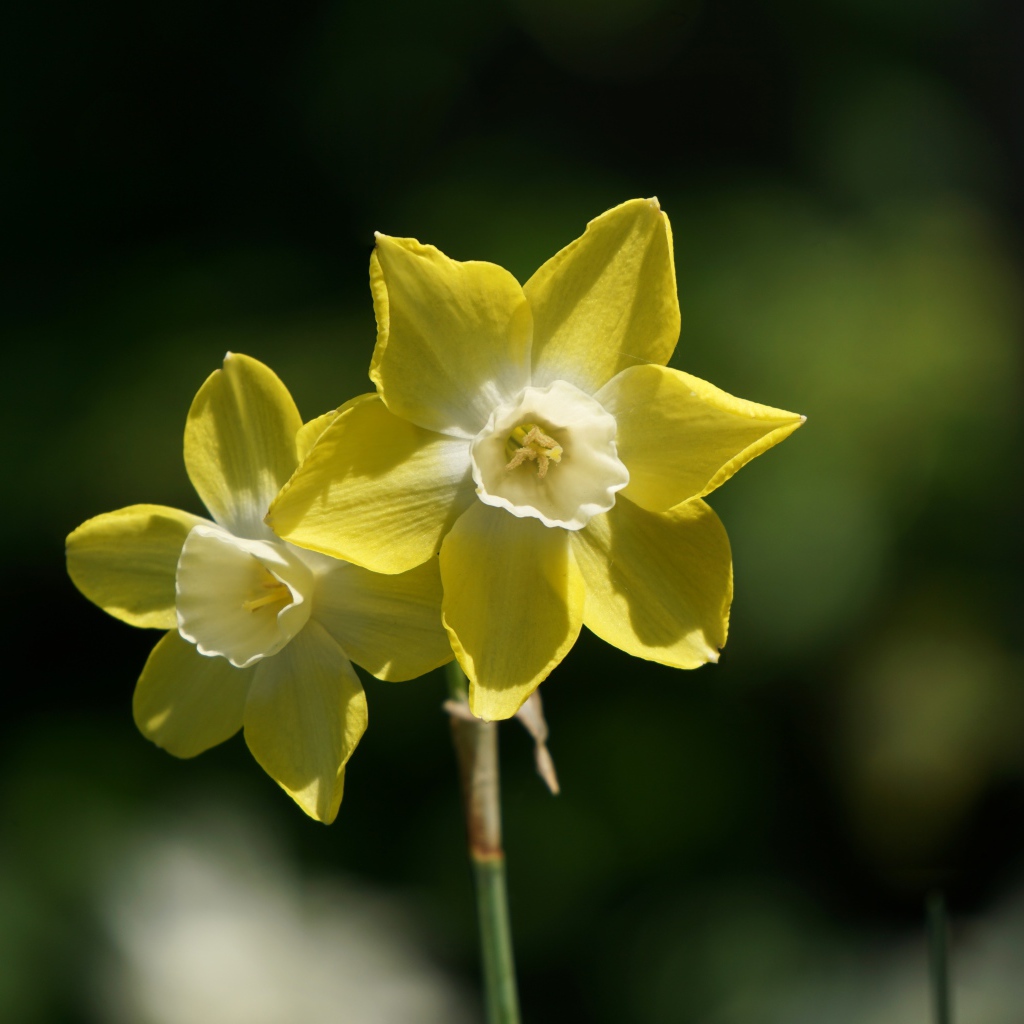 Два желтых цветка нарцисса крупным планом