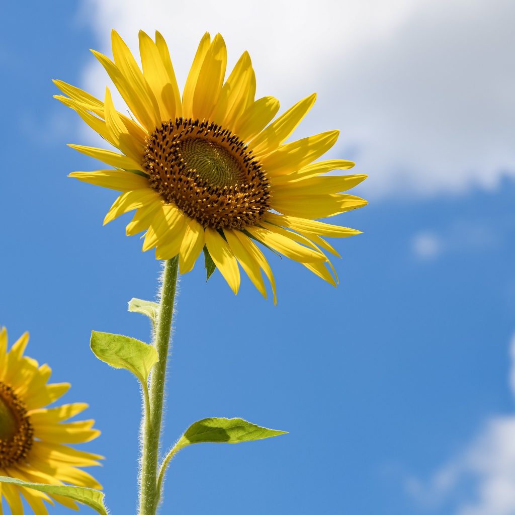 Два желтых подсолнуха на фоне голубого неба с белыми облаками 