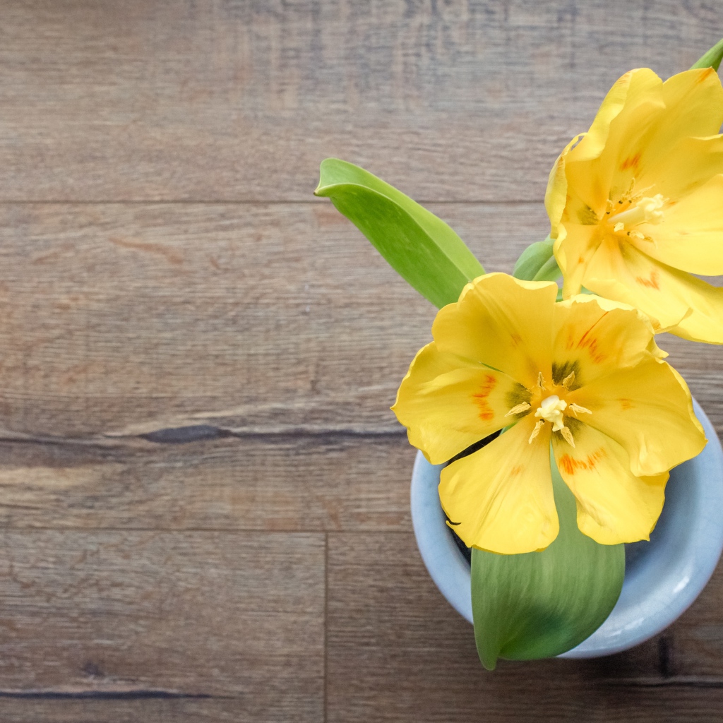 Два желтых цветка тюльпана на столе в вазе