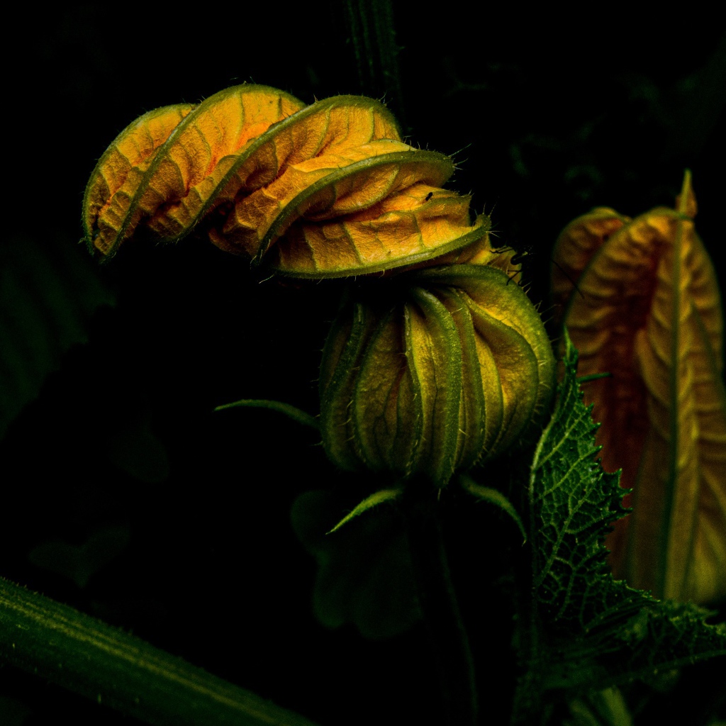 Unblown pumpkin flower on black background