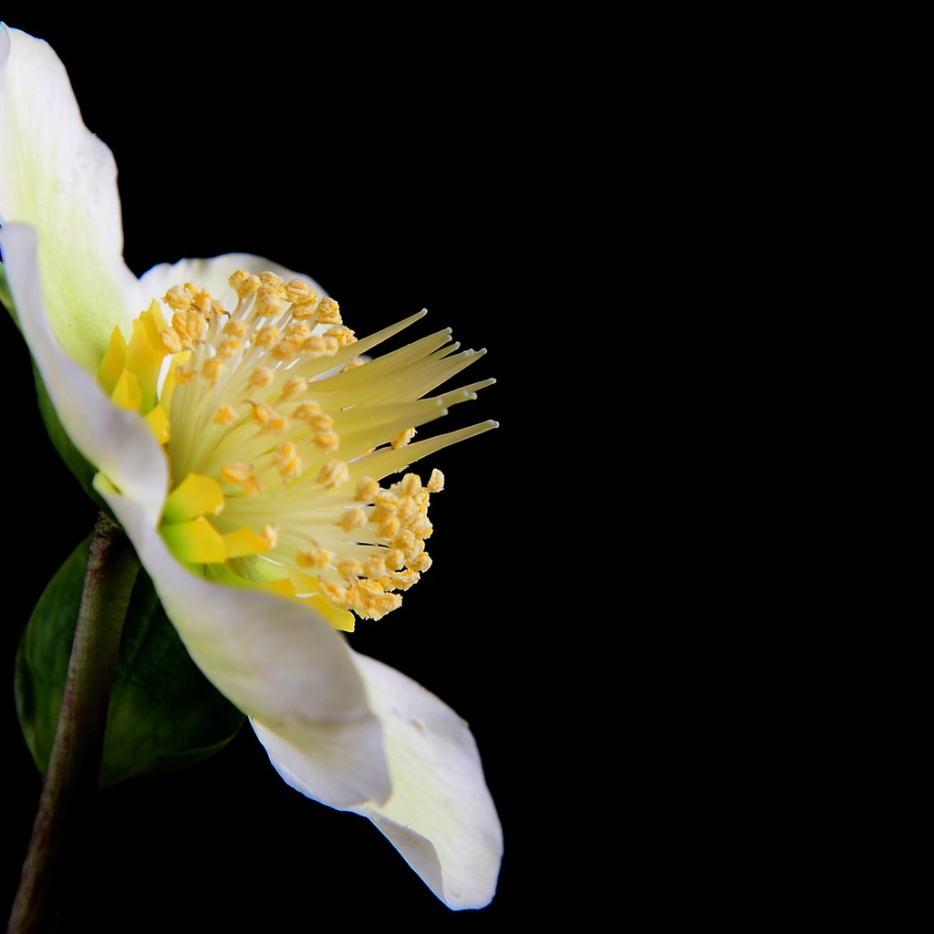 Белый цветок анемоны боком на черном фоне 