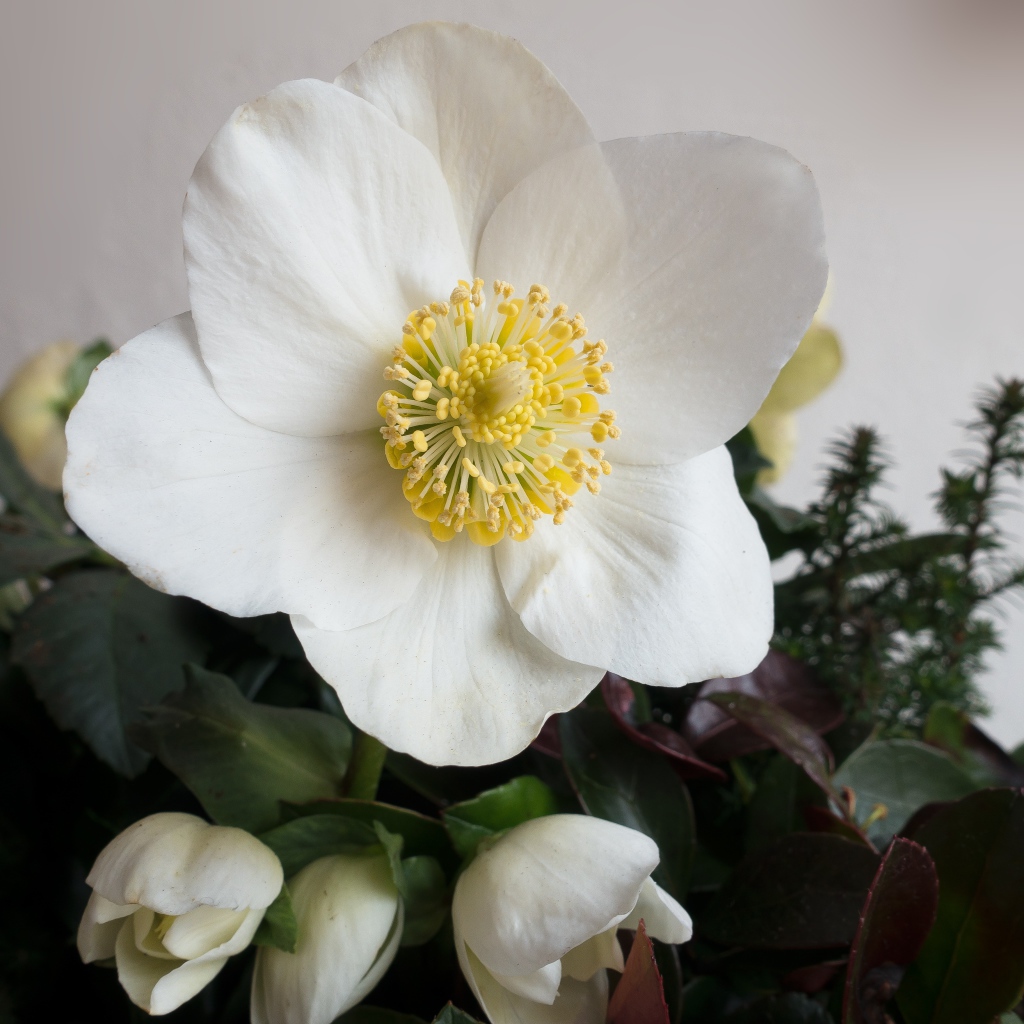 Белый цветок анемоны с бутонами