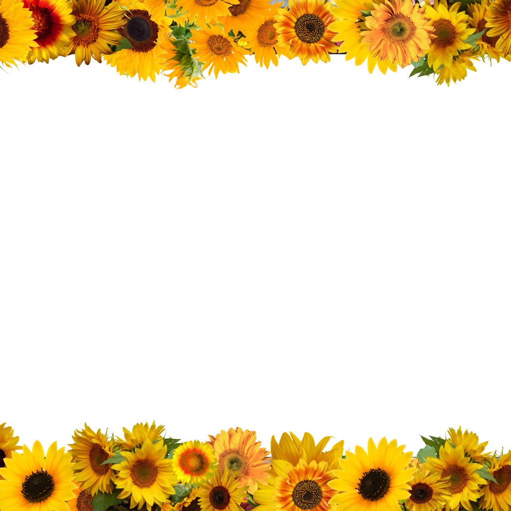 Белый фон с желтыми подсолнухами 