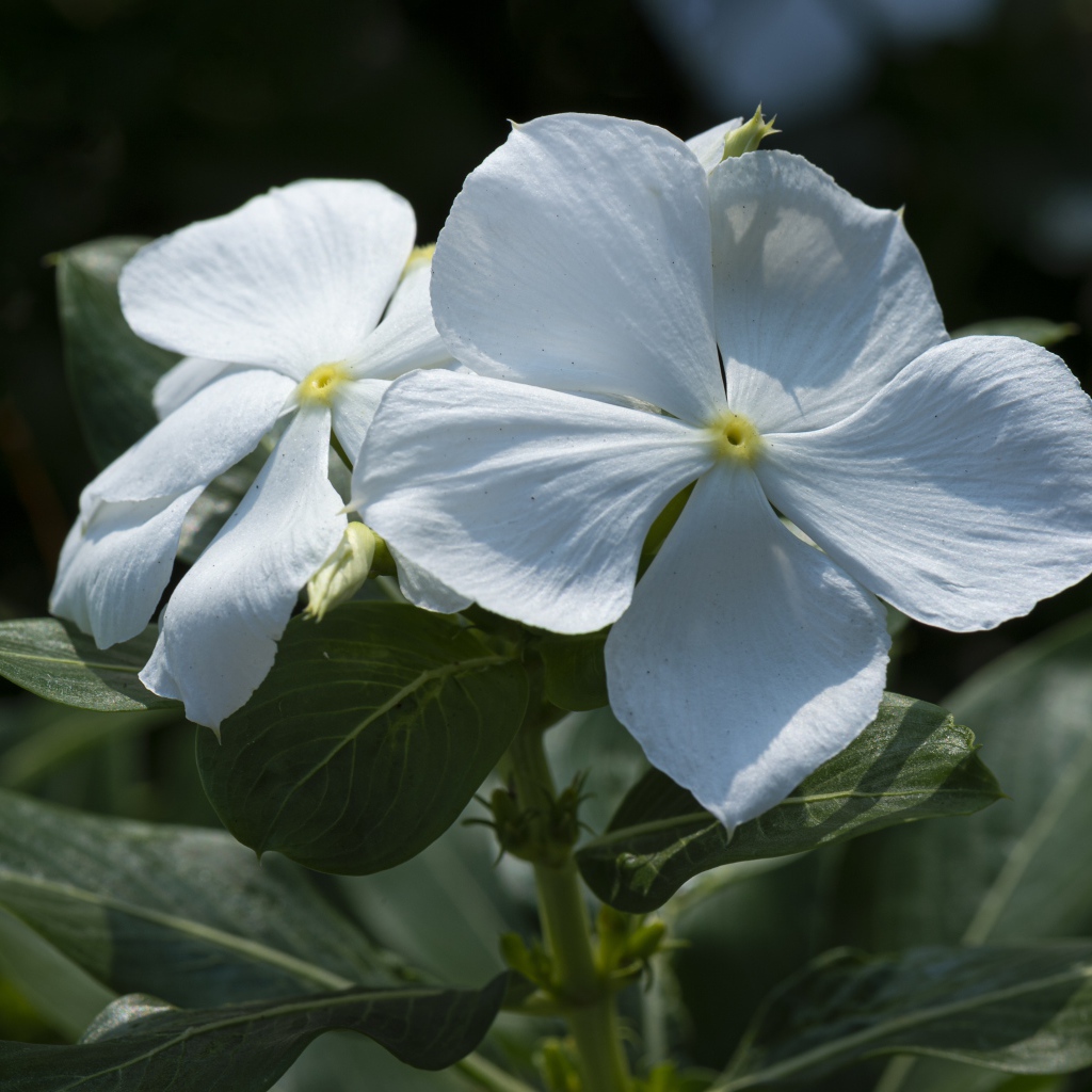 Белые красивые цветы Катарантус