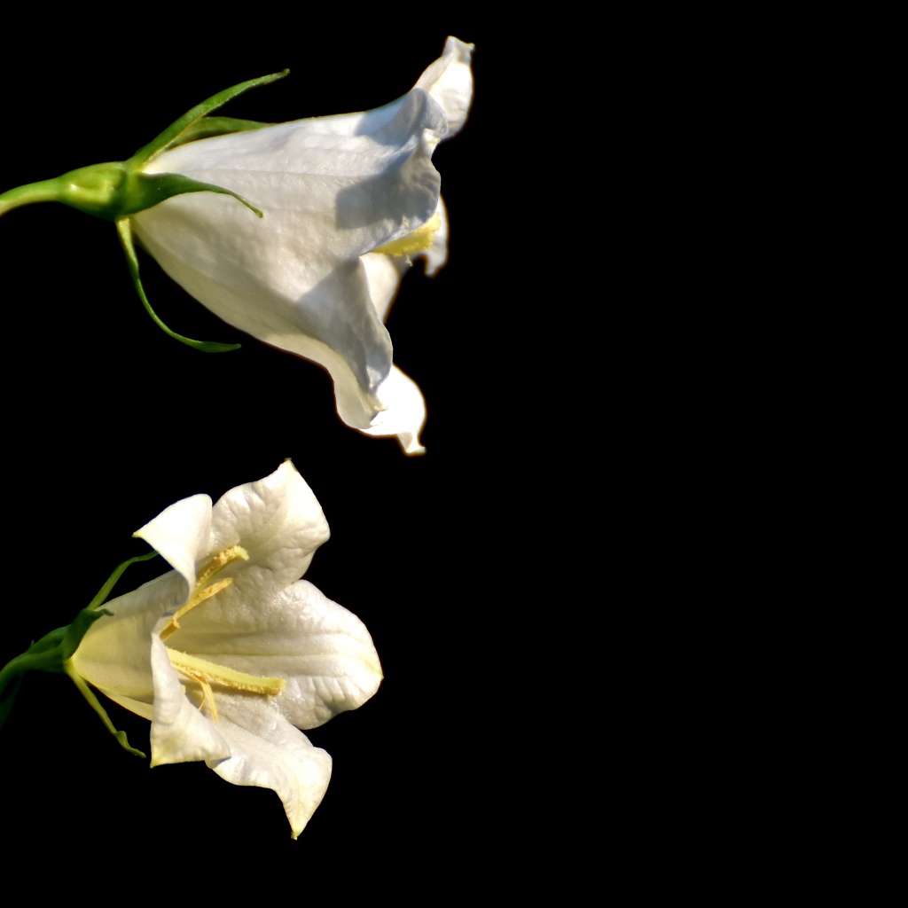 Белые цветы колокольчика на черном фоне