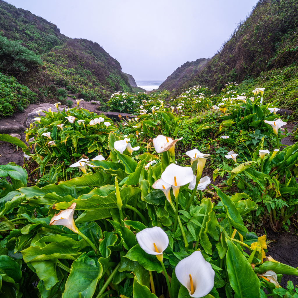 Белые цветы каллы с большими зелеными листьями