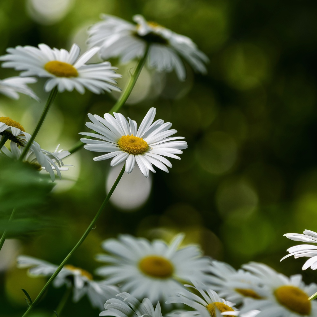 Белые цветы ромашки растут на клумбе 