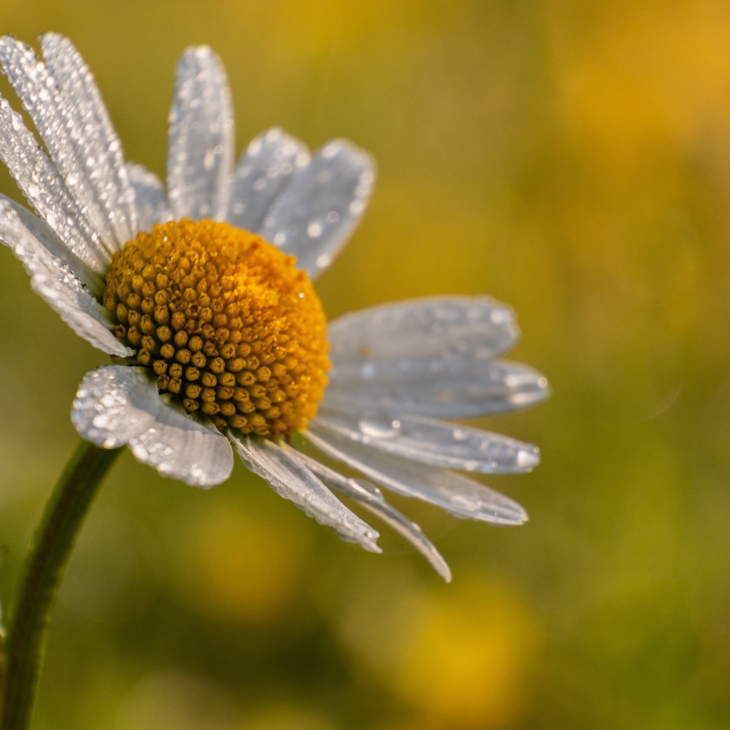 Лепестки белой ромашки в каплях росы