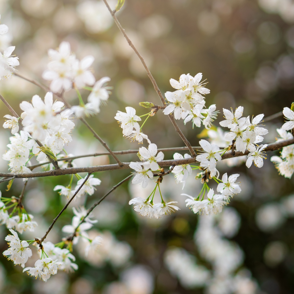 Белые цветы вишни на тонкой ветке