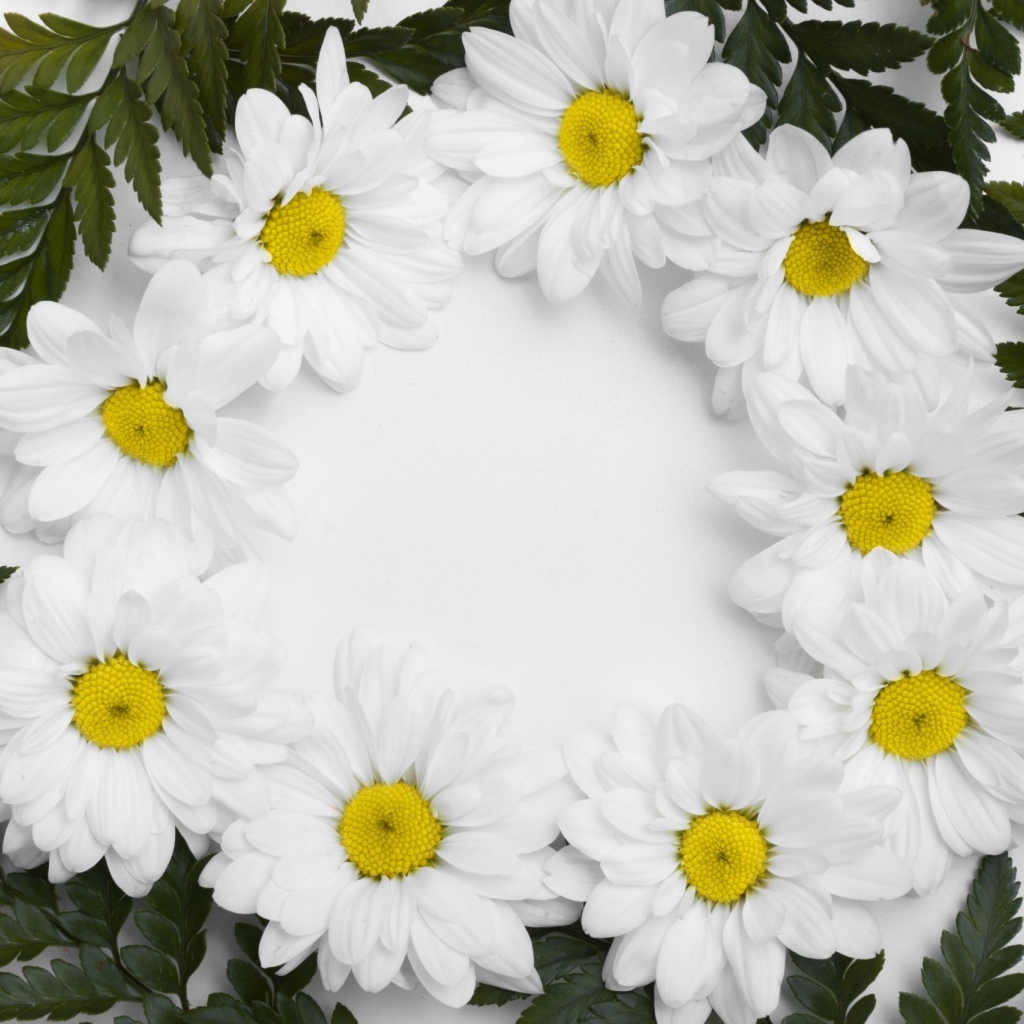 Белые цветы хризантемы с зелеными листьями на белом фоне 