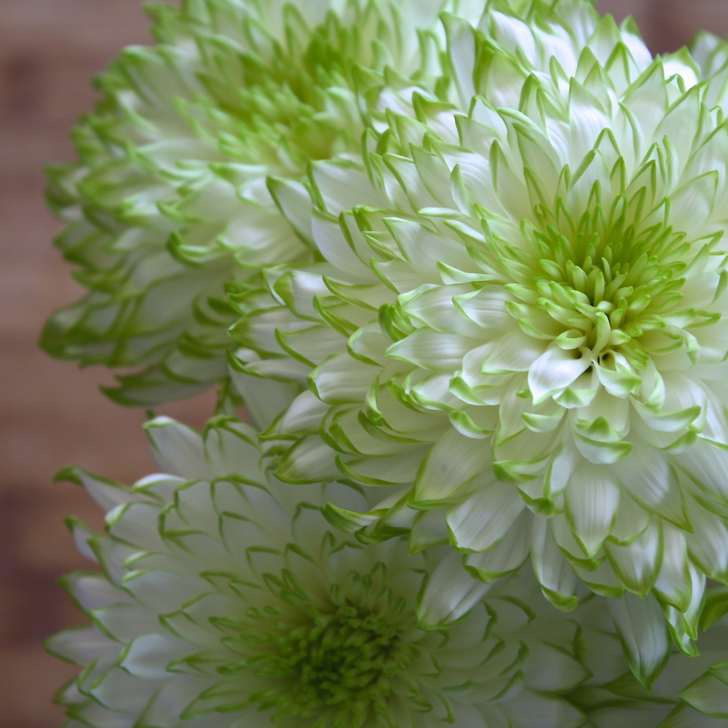 Белые хризантемы с зелеными краями на лепестках 