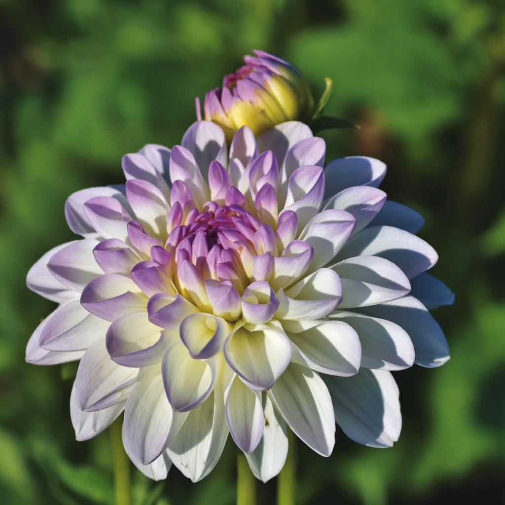 Белый цветок георгина с фиолетовой серединкой