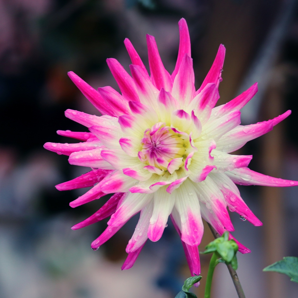 Белая георгина с розовыми лепестками