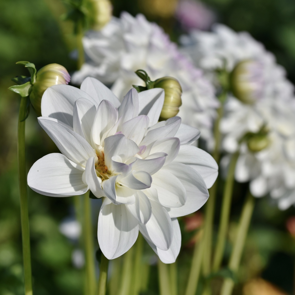 Белые георгины с бутонами в лучах солнца на клумбе