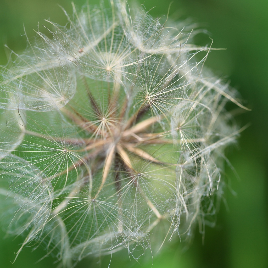 Белые семена одуванчика крупным планом