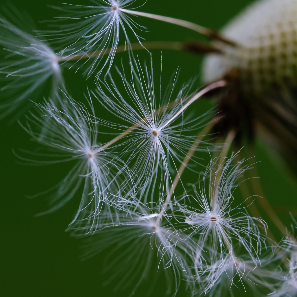 Белые семена одуванчика на зеленом фоне 