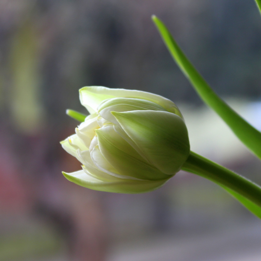 Белый нежный тюльпан с зелеными листьями крупным планом