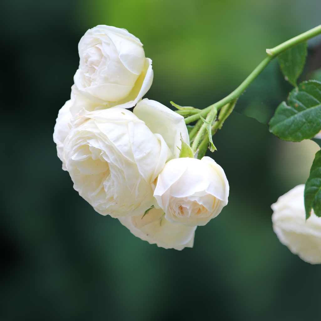 Белые цветы плетущейся розы