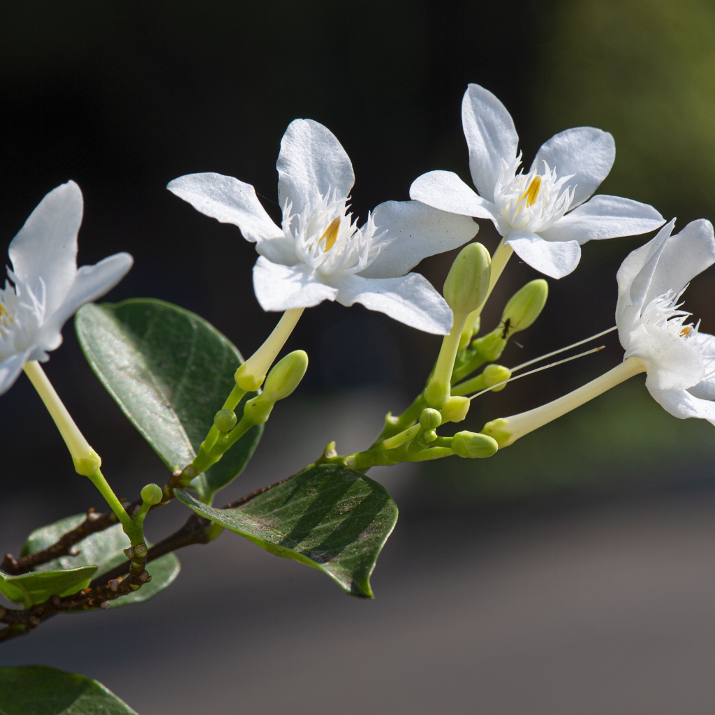 Белые цветы с бутонами и зелеными листьями на ветке 