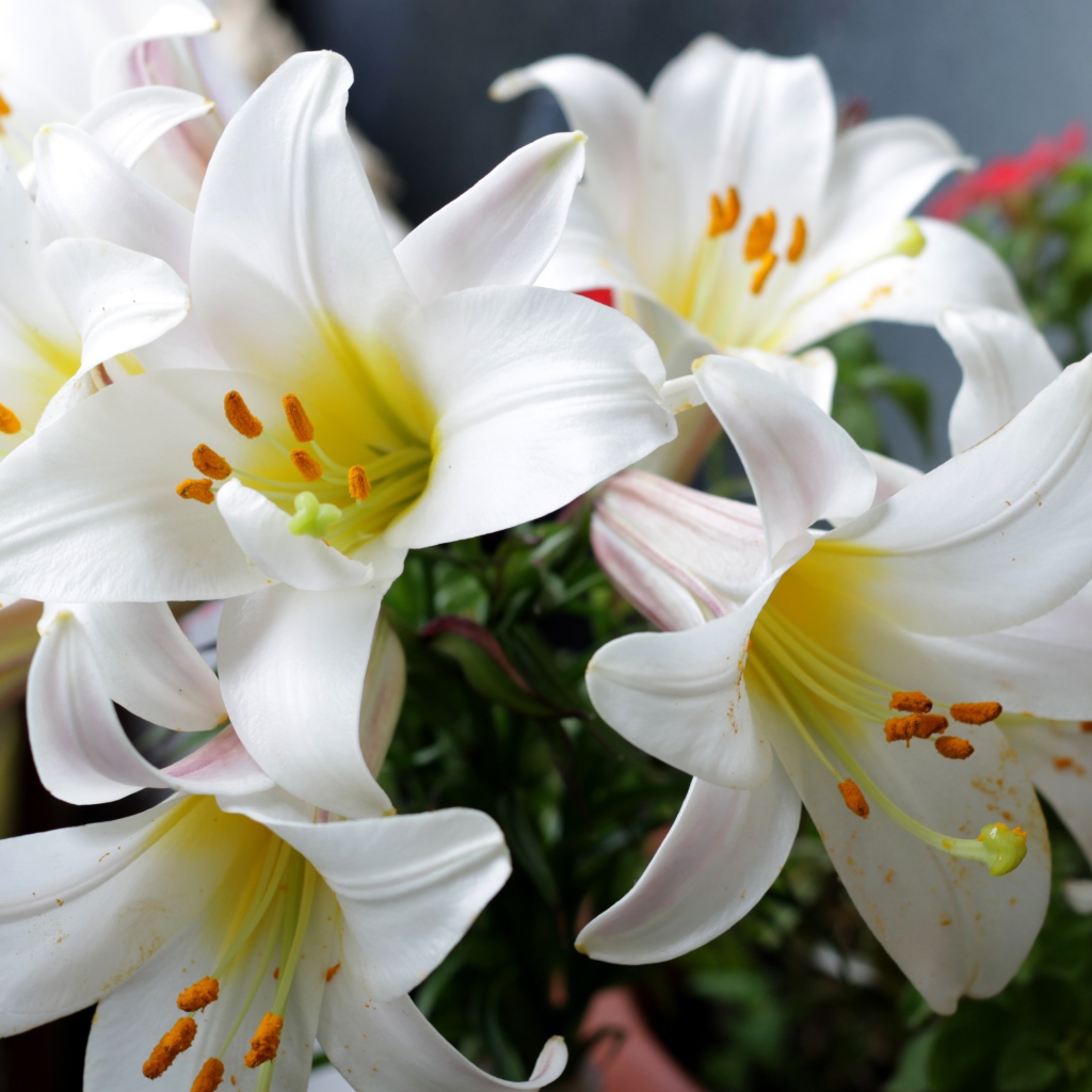 Белые садовые лилии в букете