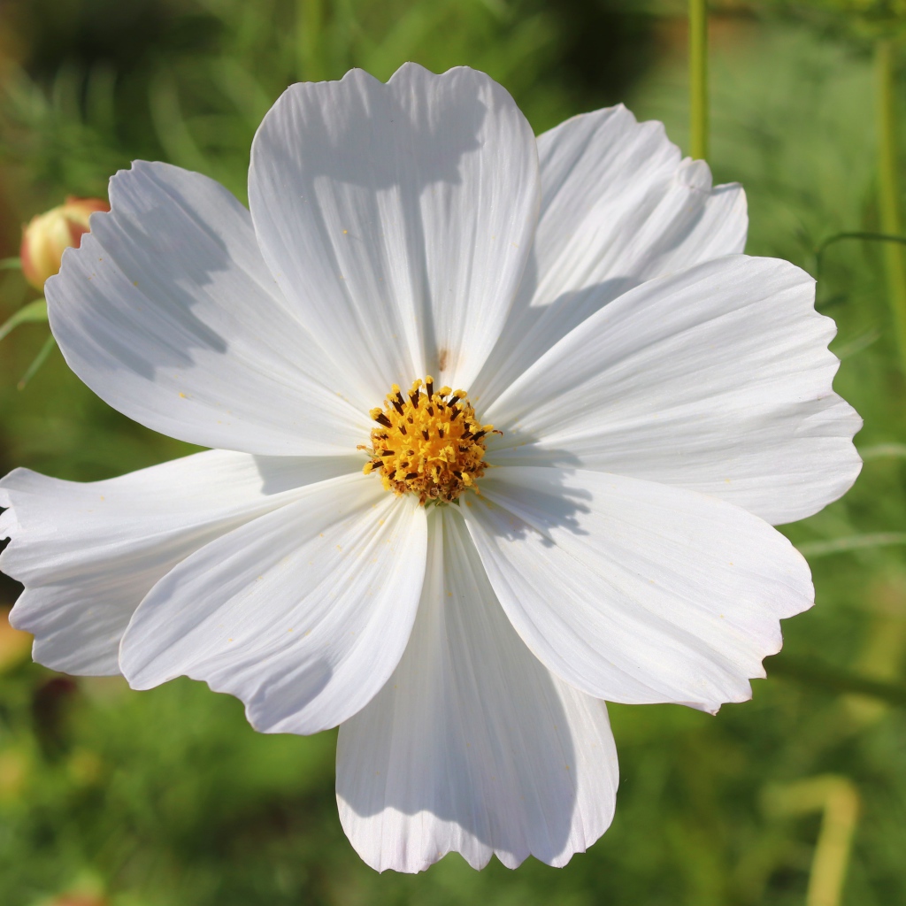 Белый цветок космея крупным планом