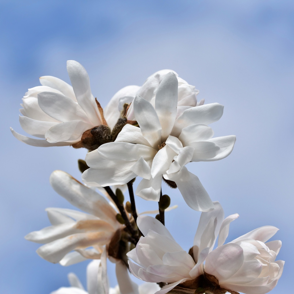 Белые цветы магнолии на голубом фоне
