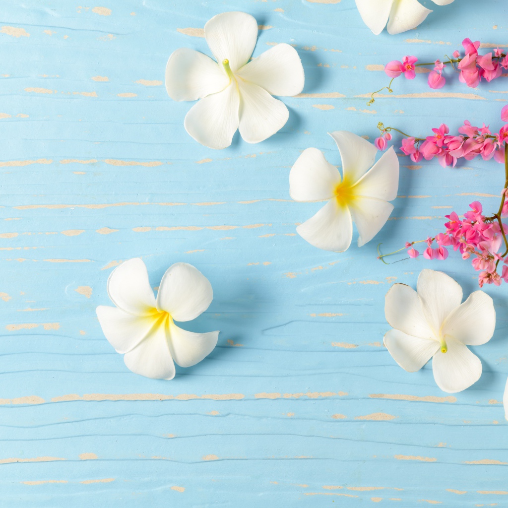 Белые цветы плюмерии на голубом фоне