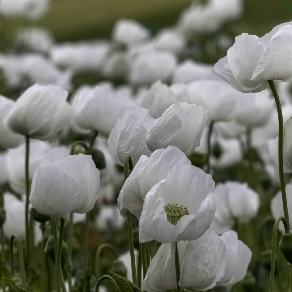 Белые маки с бутонами крупным планом