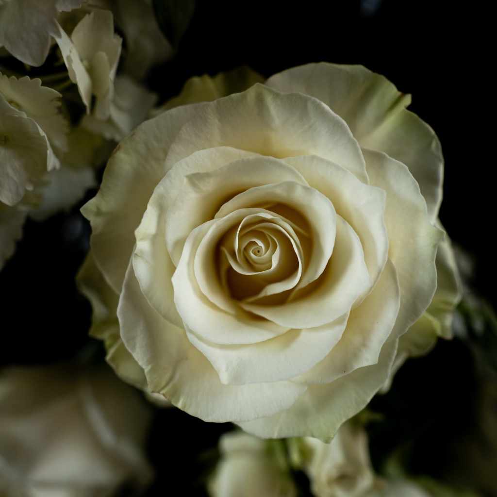 Белая роза с цветами  гортензии на черном фоне