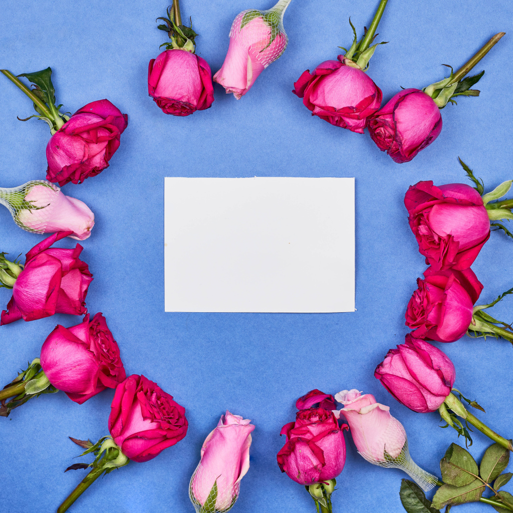 Белый лист бумаги с розами на голубом фоне