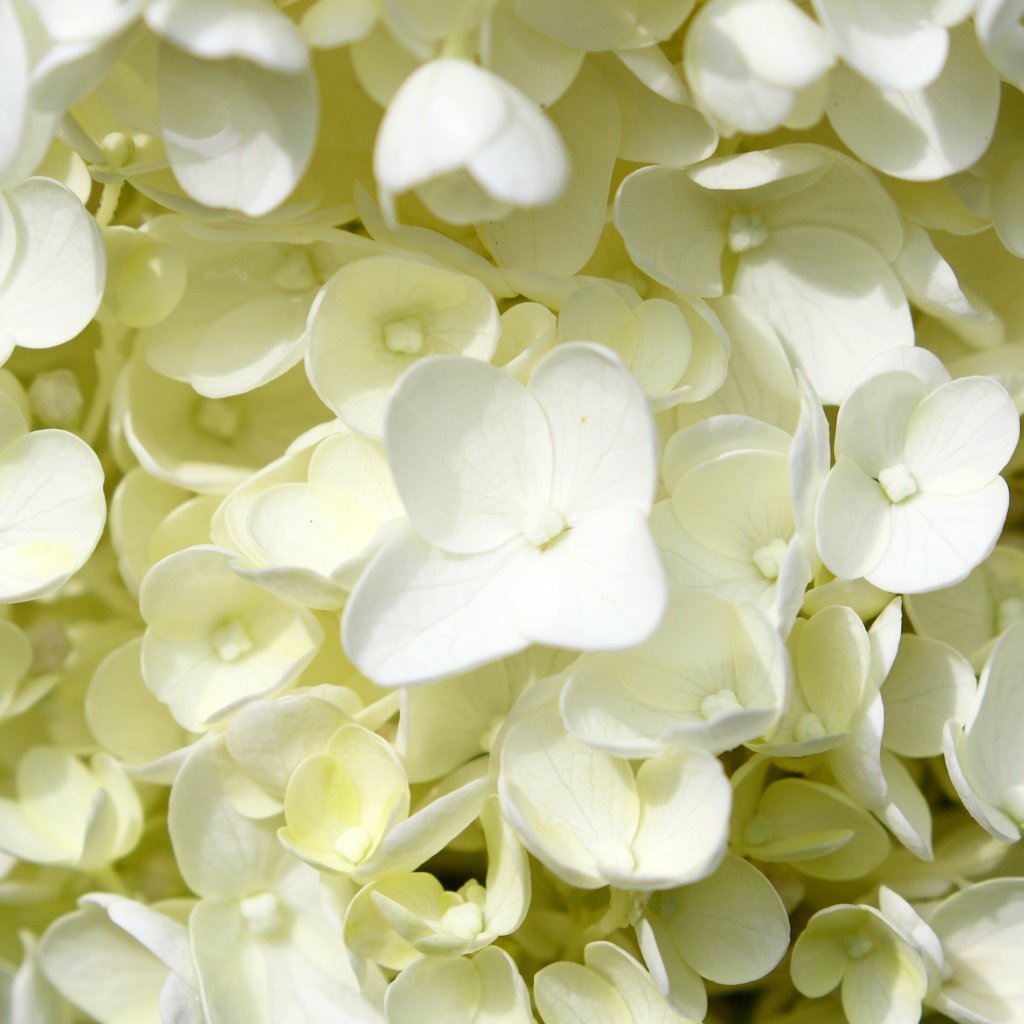 Белые мелкие цветы гортензии крупным планом