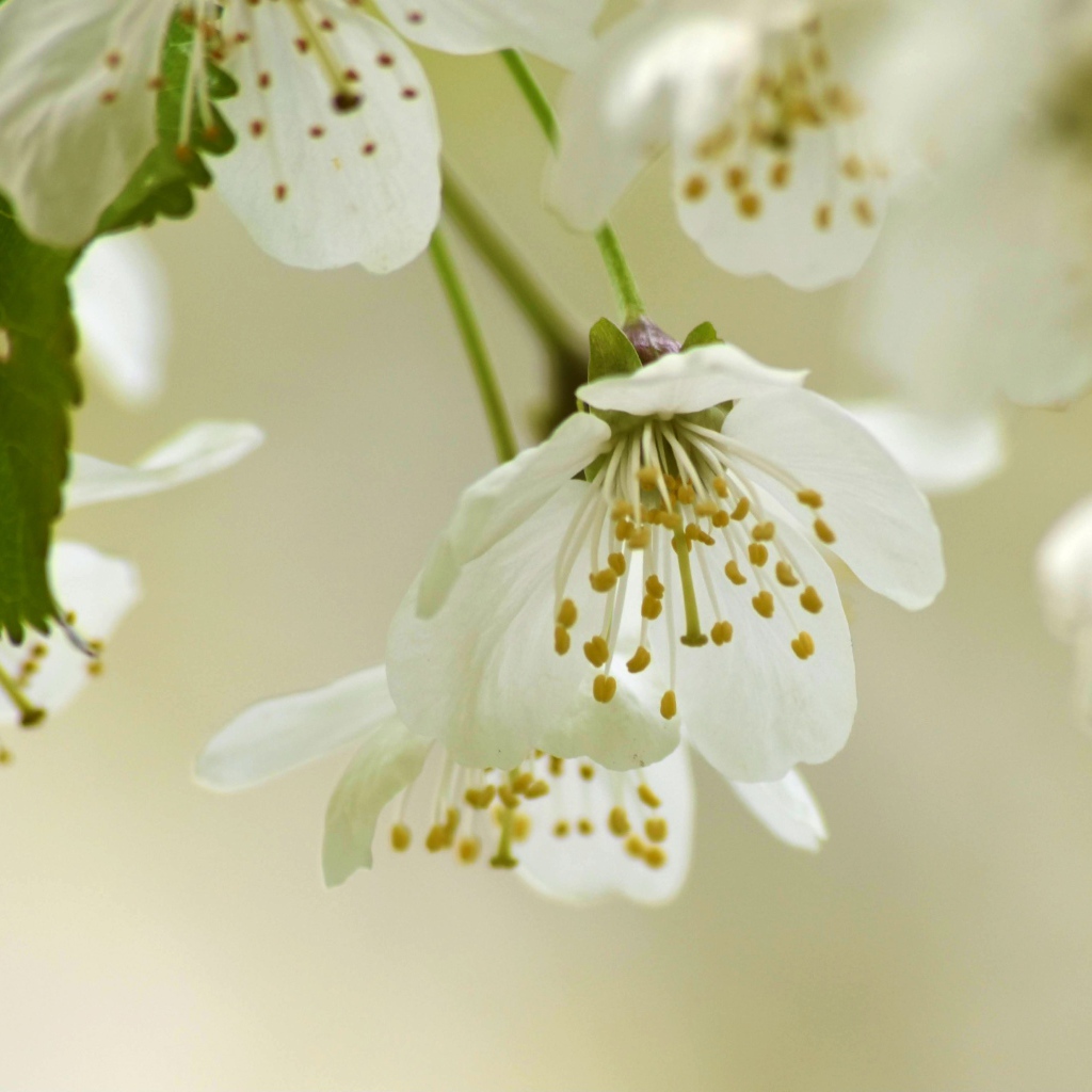 Белые весенние цветы вишни с зелеными листьями 