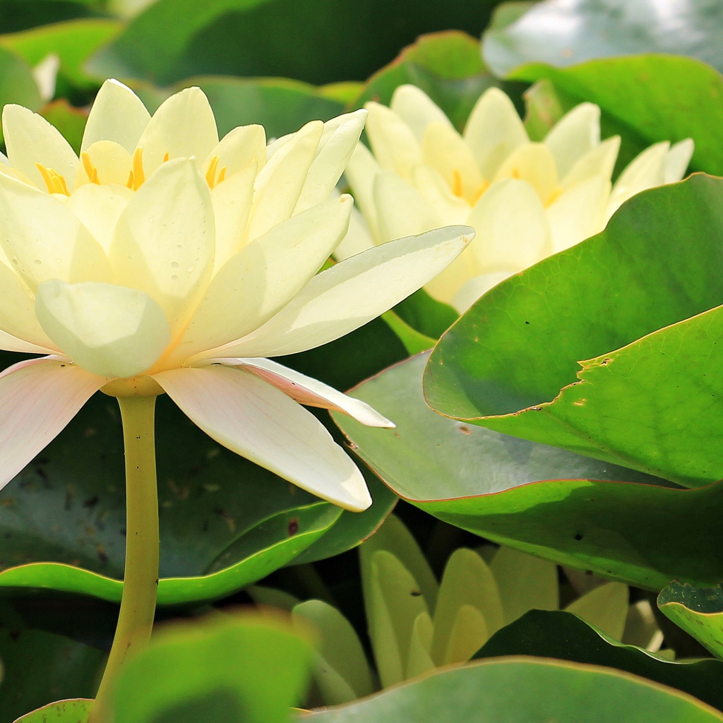 Белые цветы водяной лилии в зеленых листьях