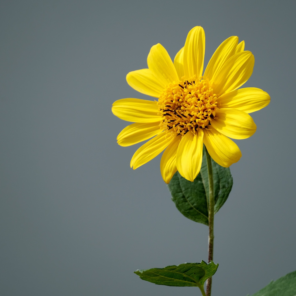 Желтый цветок топинамбура на сером фоне