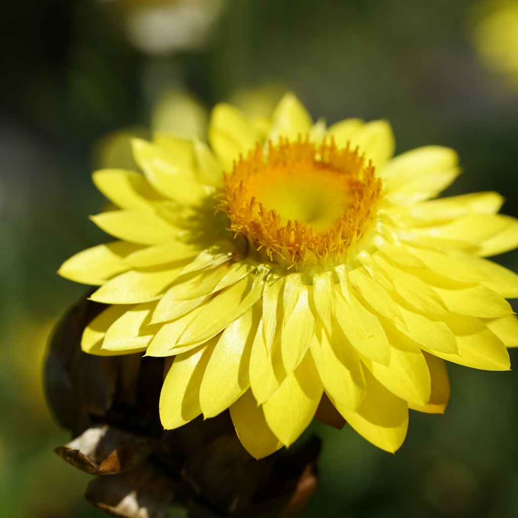 Желтый Xerochrysum крупным планом