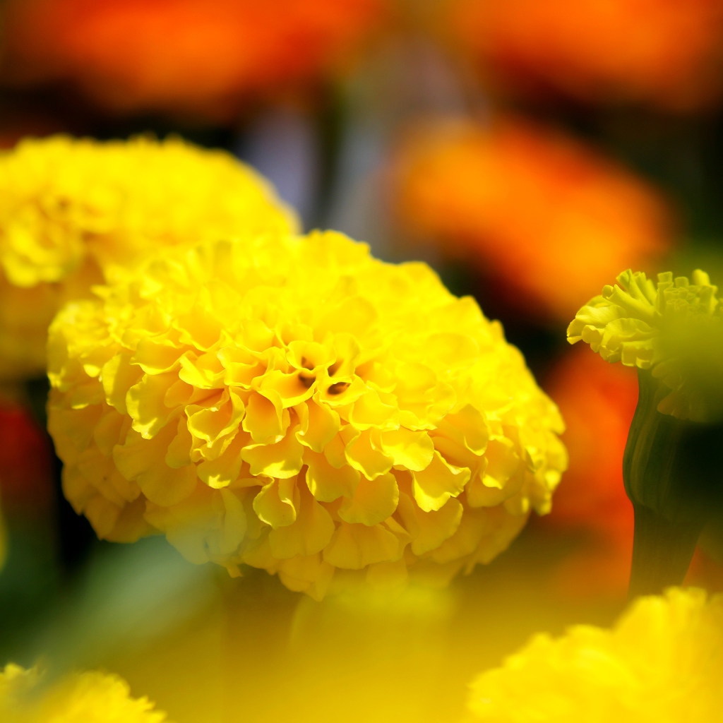 Желтые красивые бархатцы