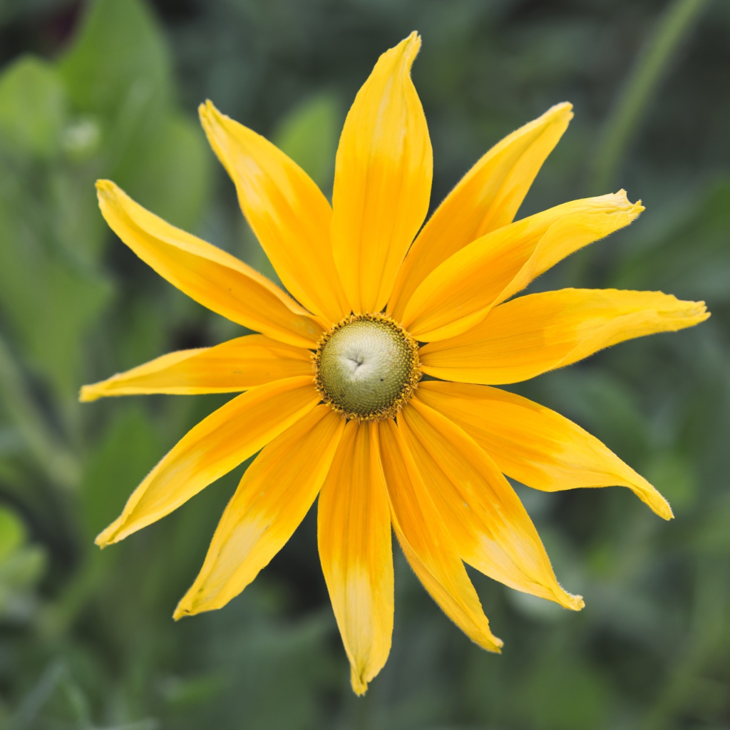 Желтый красивый цветок рудбекия  крупным планом 