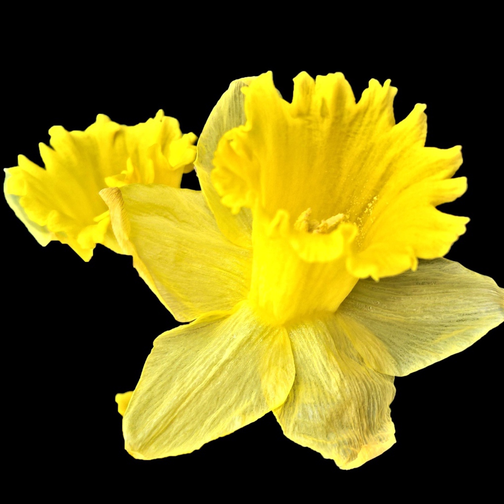 Желтый цветок нарцисса на черном фоне крупным планом