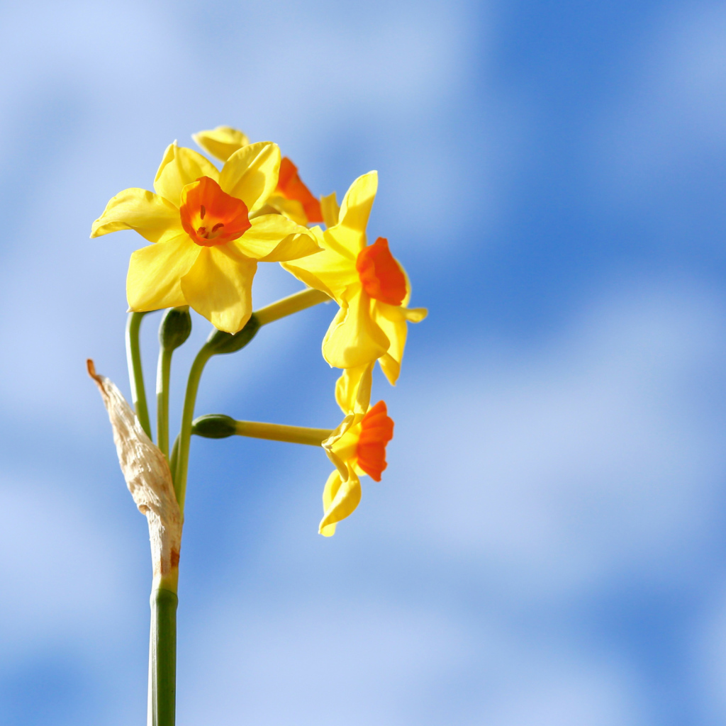 Желтые нарциссы на фоне голубого неба 