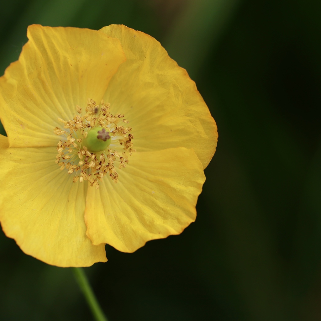 Желтый полевой мак крупным планом 