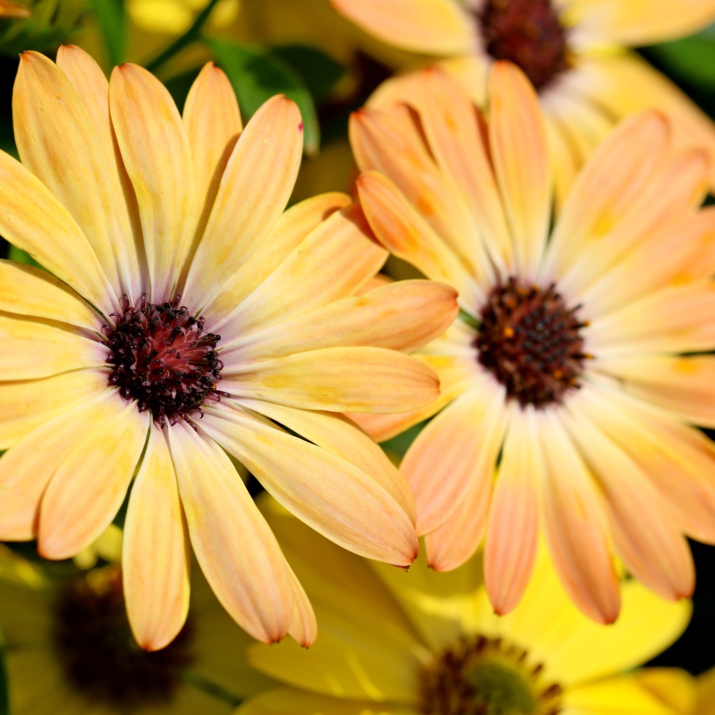 Желтые цветы  Остеоспермум крупным планом 