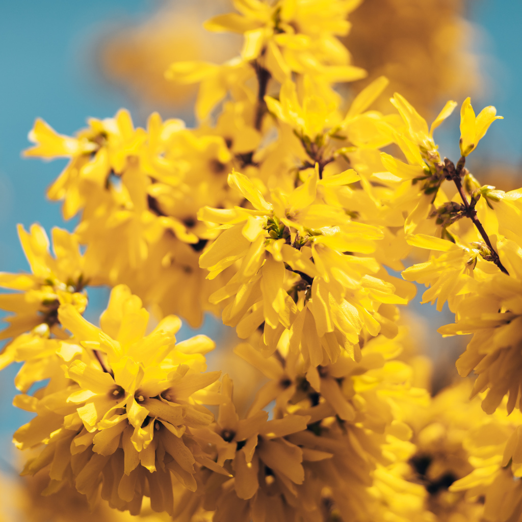 Желтые цветы Форзиция крупным планом 