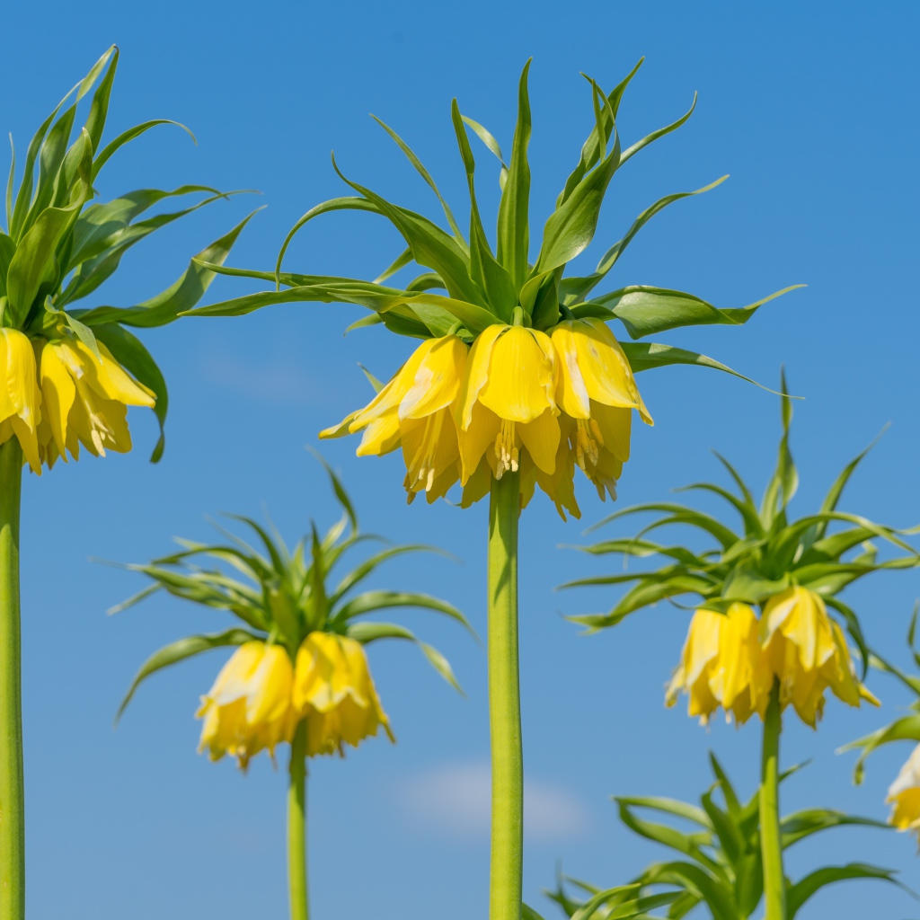 Желтые цветы рябчики на фоне голубого неба