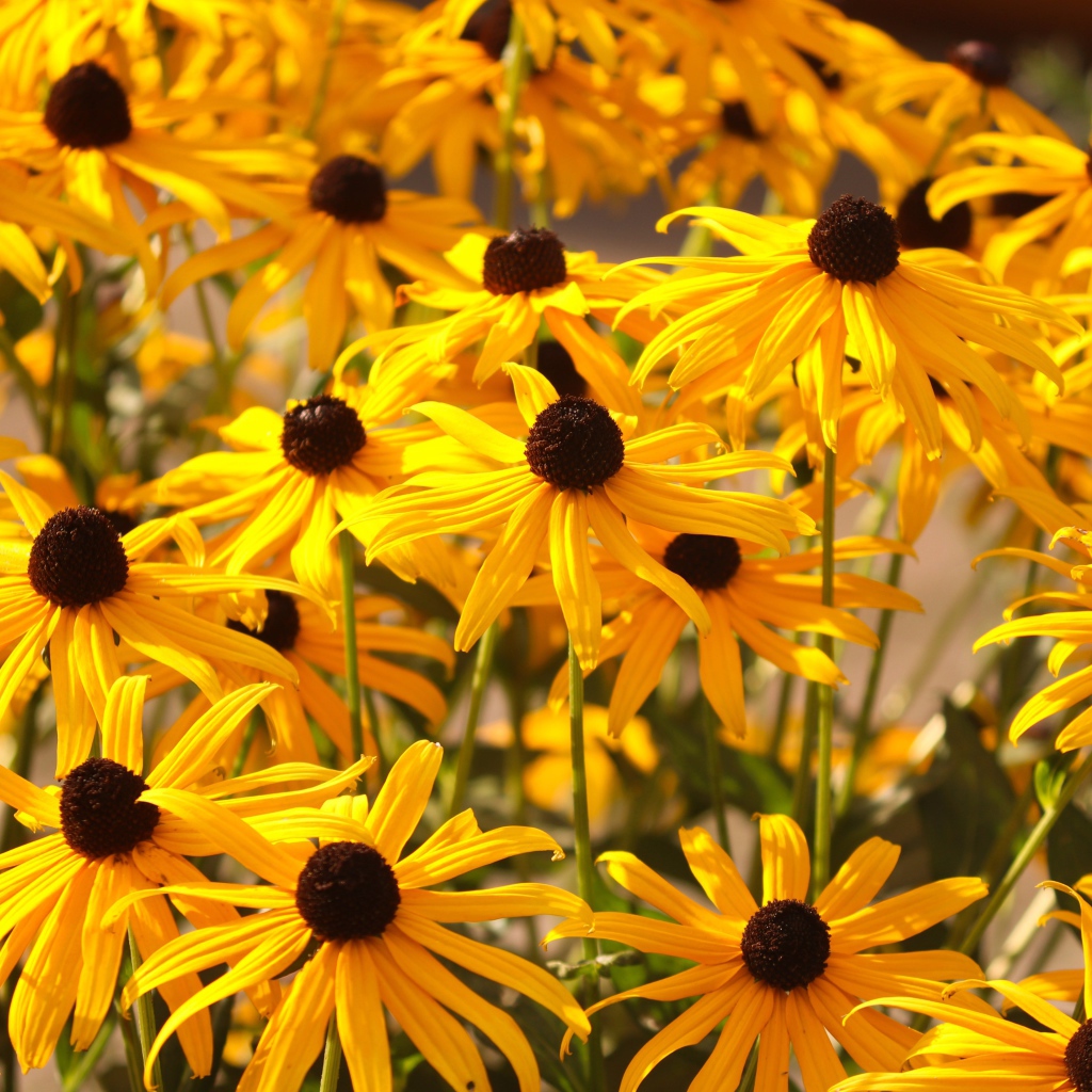 Желтые цветы рудбекия на клумбе 