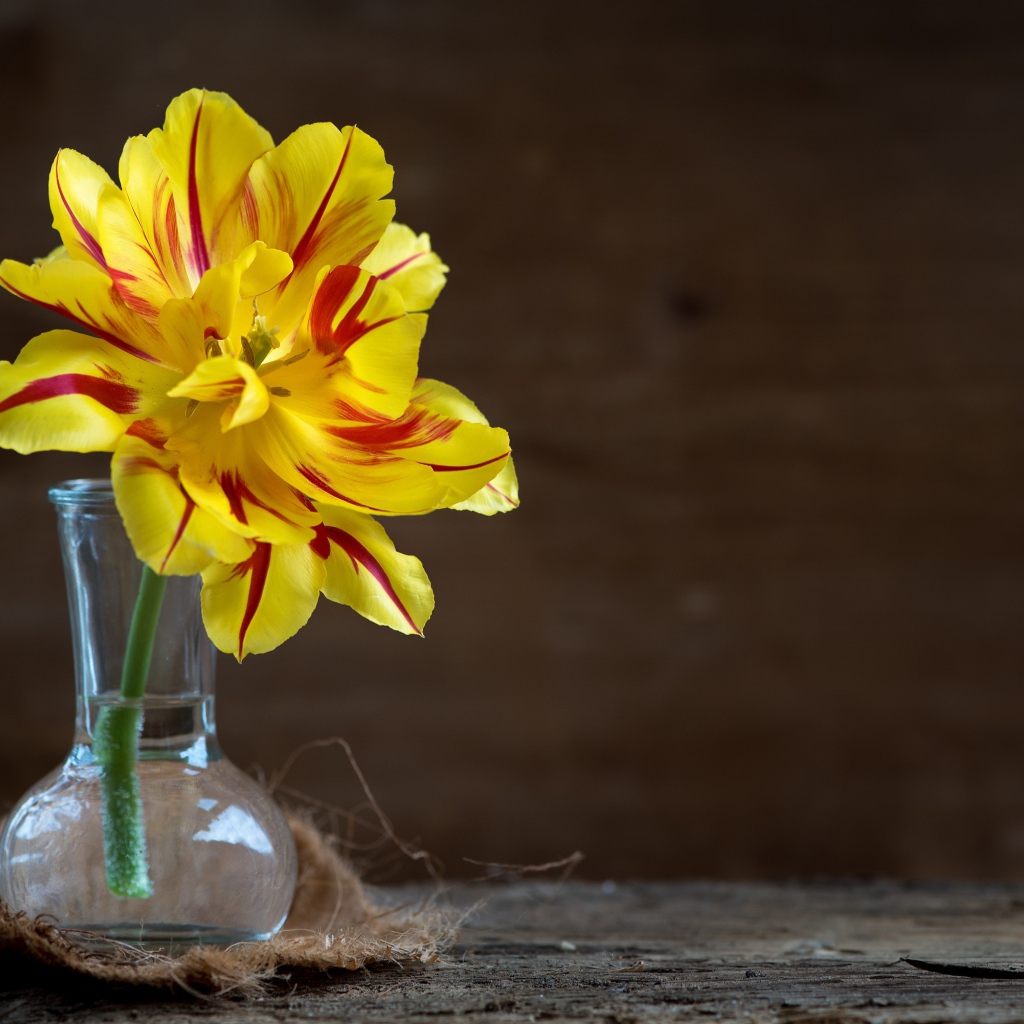 Желтый пышный цветок тюльпана в стеклянной вазе